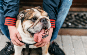 Bulldog Dog Insurance